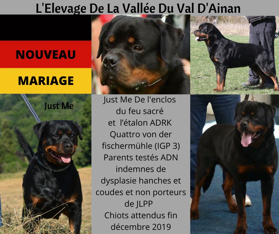 De La Vallée Du Val D'Ainan - Mariage 2019 !!!! les BB sont attendus fin décembre 