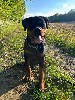  - A placer jeune male rottweiler 