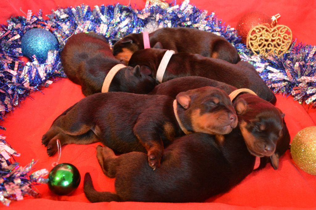 De La Vallée Du Val D'Ainan - Rottweiler - Portée née le 25/12/2019
