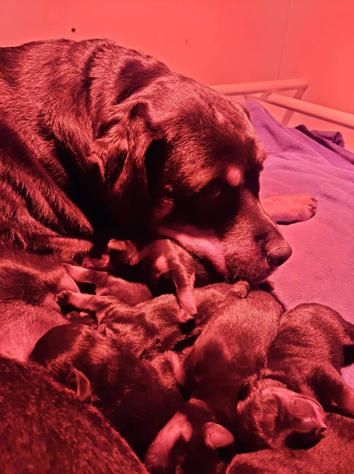 Chiot Rottweiler De La Vallée Du Val D'Ainan