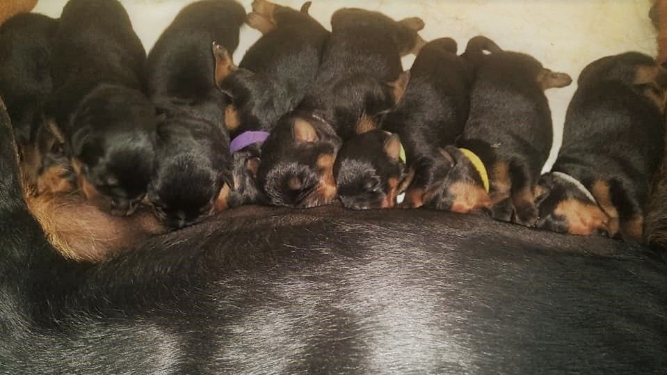 De La Vallée Du Val D'Ainan - Rottweiler - Portée née le 03/08/2018