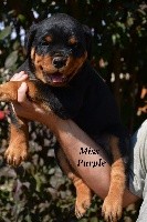 O'XENA Miss Purple